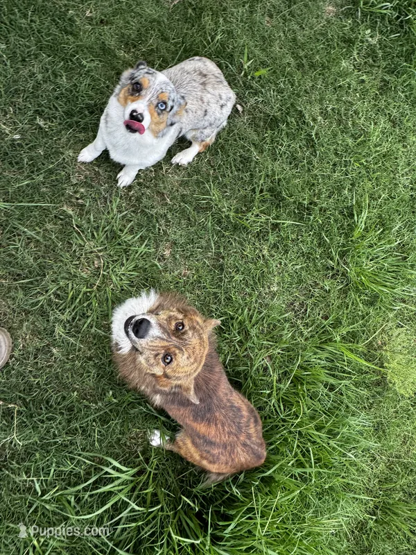 Yoda  – Cardigan Welsh Corgi, Pembroke Welsh Corgi puppy for sale in Blessing, TX