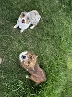 Yoda , a male Cardigan Welsh Corgi and Pembroke Welsh Corgi for sale in Blessing, TX – 1 of 2