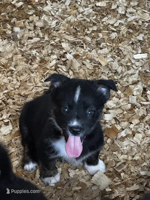 Razz (auggie) – Pembroke Welsh Corgi, Miniature Australian Shepherd puppy for sale in Blessing, TX