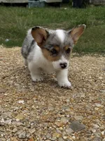 Camo , a male Pembroke Welsh Corgi for sale in Blessing, TX – 3 of 5