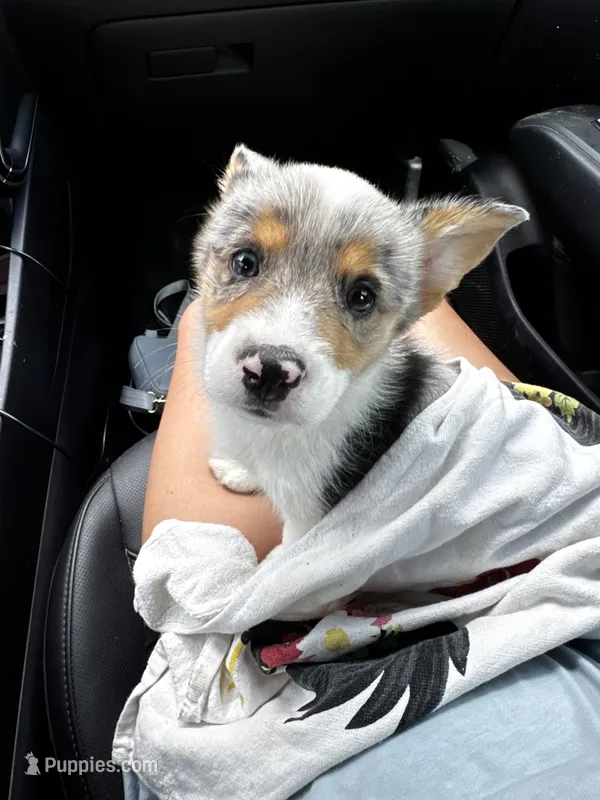 Camo  – Pembroke Welsh Corgi puppy for sale in Blessing, TX