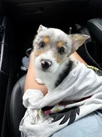 Camo , a male Pembroke Welsh Corgi for sale in Blessing, TX – 1 of 5