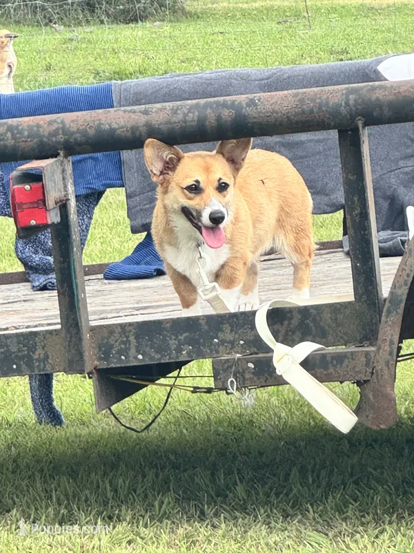Lilly  – Pembroke Welsh Corgi puppy for sale in Blessing, TX