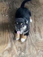 Willow , a female Pembroke Welsh Corgi and Miniature Australian Shepherd for sale in Blessing, TX – 2 of 4