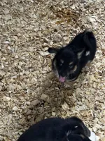 Willow , a female Pembroke Welsh Corgi and Miniature Australian Shepherd for sale in Blessing, TX – 1 of 4