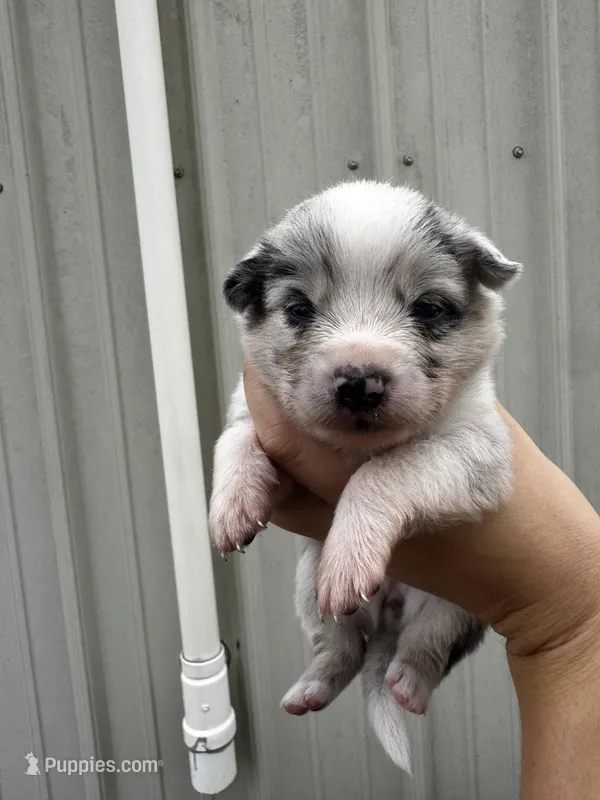 Cherry (auggie) – Pembroke Welsh Corgi, Miniature Australian Shepherd puppy for sale in Blessing, TX
