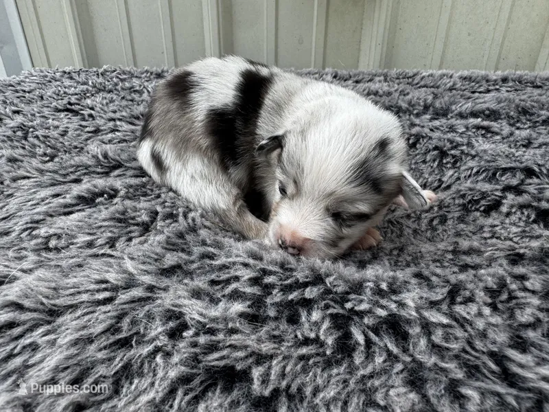Cherry  – Pembroke Welsh Corgi, Miniature Australian Shepherd puppy for sale in Blessing, TX