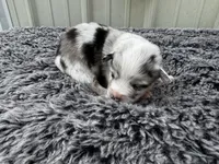 Cherry , a female Pembroke Welsh Corgi and Miniature Australian Shepherd for sale in Blessing, TX – Photo 1 of 3