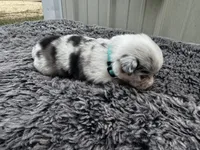 Cherry (auggie), a female Pembroke Welsh Corgi and Miniature Australian Shepherd for sale in Blessing, TX – Photo 5 of 6