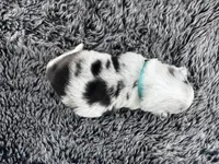 Cherry (auggie), a female Pembroke Welsh Corgi and Miniature Australian Shepherd for sale in Blessing, TX – Photo 6 of 6