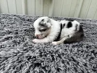 Cherry , a female Pembroke Welsh Corgi and Miniature Australian Shepherd for sale in Blessing, TX – Photo 3 of 3