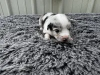 Cherry , a female Pembroke Welsh Corgi and Miniature Australian Shepherd for sale in Blessing, TX – Photo 2 of 3