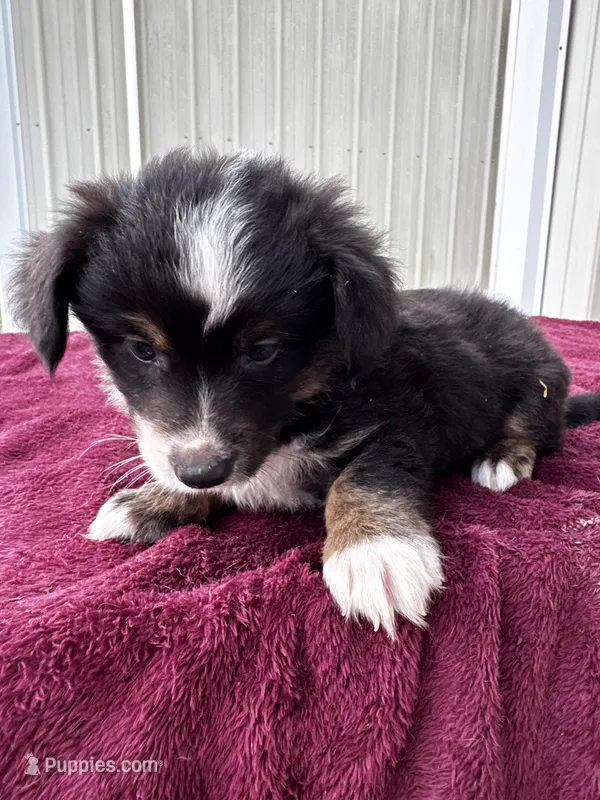 Fig (auggie) – Pembroke Welsh Corgi, Miniature Australian Shepherd puppy for sale in Blessing, TX