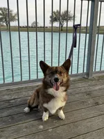 Yoda , a male Pembroke Welsh Corgi for sale in Blessing, TX – 3 of 5