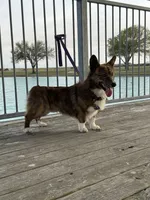 Yoda , a male Pembroke Welsh Corgi for sale in Blessing, TX – 5 of 5