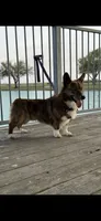 Yoda , a male Cardigan Welsh Corgi and Pembroke Welsh Corgi for sale in Blessing, TX – 2 of 2