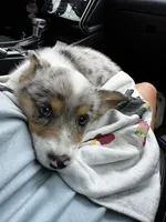 Camo , a male Pembroke Welsh Corgi for sale in Blessing, TX – 2 of 5