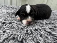 Fig, a female Pembroke Welsh Corgi and Miniature Australian Shepherd for sale in Blessing, TX – Photo 3 of 6