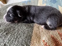 Fig, a female Pembroke Welsh Corgi and Miniature Australian Shepherd for sale in Blessing, TX – Photo 6 of 6