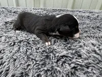 Fig, a female Pembroke Welsh Corgi and Miniature Australian Shepherd for sale in Blessing, TX – Photo 4 of 6