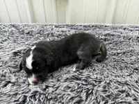 Fig, a female Pembroke Welsh Corgi and Miniature Australian Shepherd for sale in Blessing, TX – Photo 5 of 6