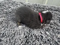 Fig (auggie), a female Pembroke Welsh Corgi and Miniature Australian Shepherd for sale in Blessing, TX – Photo 2 of 8