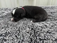 Fig (auggie), a female Pembroke Welsh Corgi and Miniature Australian Shepherd for sale in Blessing, TX – Photo 8 of 8