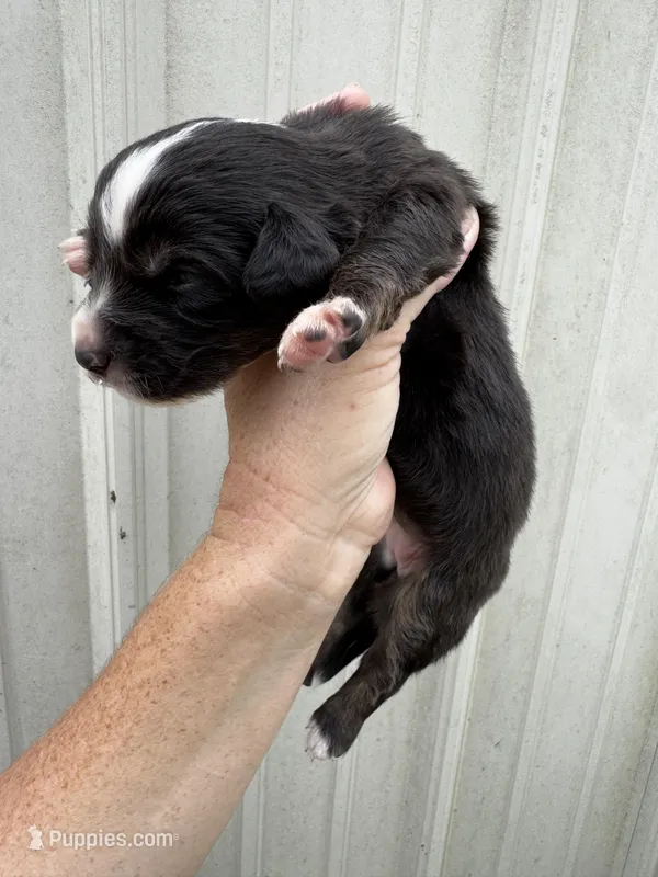 Fig – Pembroke Welsh Corgi, Miniature Australian Shepherd puppy for sale in Blessing, TX