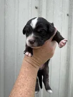 Fig, a female Pembroke Welsh Corgi and Miniature Australian Shepherd for sale in Blessing, TX – Photo 2 of 6