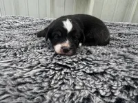 Fig (auggie), a female Pembroke Welsh Corgi and Miniature Australian Shepherd for sale in Blessing, TX – Photo 7 of 8