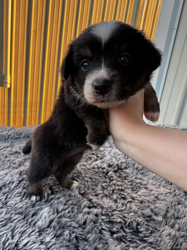 Fig (auggie) – Pembroke Welsh Corgi, Miniature Australian Shepherd puppy for sale in Blessing, TX