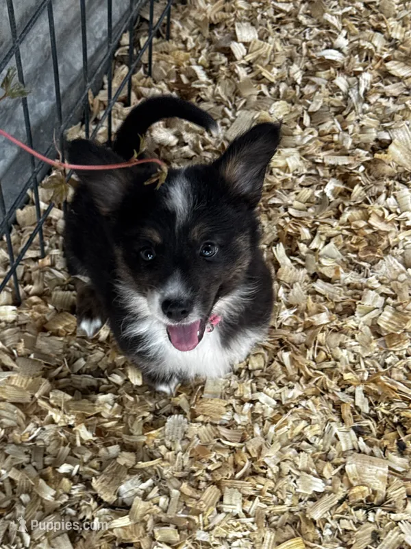 Fig (auggie) – Pembroke Welsh Corgi, Miniature Australian Shepherd puppy for sale in Blessing, TX