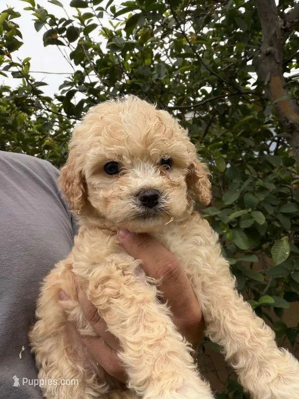 Medillin, a female Poodle - Toy  for sale in Los Angeles, CA – Photo 1 of 1