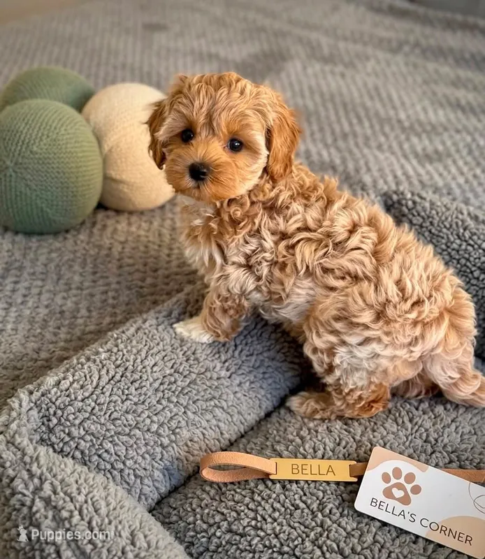 Paris – Poodle - Toy  puppy for sale in Los Angeles, CA