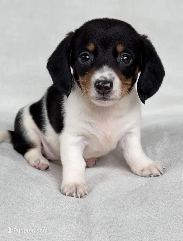 Maggie – Miniature Dachshund puppy for sale in Duncan, OK