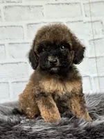 Rusty, a male Cocker Spaniel and Poodle - Toy  for sale in Duncan, OK – 5 of 6