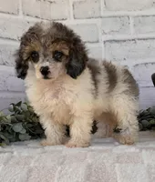 Sky, a female Poodle - Toy  for sale in Duncan, OK – Photo 4 of 6