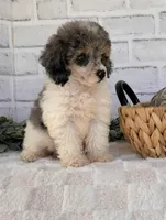 Sky, a female Poodle - Toy  for sale in Duncan, OK – Photo 2 of 6