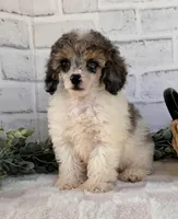 Sky, a female Poodle - Toy  for sale in Duncan, OK – Photo 3 of 6