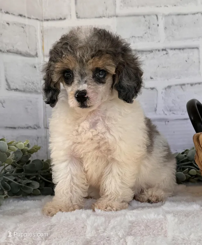 Sky, a female Poodle - Toy  for sale in Duncan, OK – Photo 1 of 6