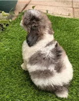 Sky, a female Poodle - Toy  for sale in Duncan, OK – Photo 6 of 6