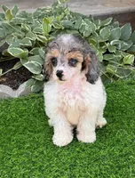 Sky, a female Poodle - Toy  for sale in Duncan, OK – Photo 5 of 6