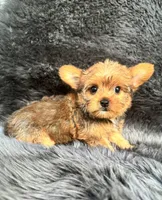 Lily, a female Yorkshire Terrier for sale in Duncan, OK – 3 of 7