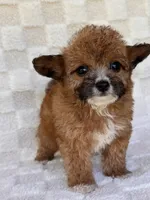 Goldie, a female Yorkshire Terrier and Poodle - Toy  for sale in Duncan, OK – 5 of 8