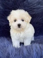 Max, a male Havanese and Maltese for sale in Duncan, OK – 5 of 5
