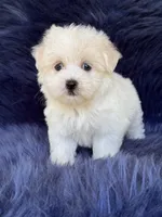 Max, a male Havanese and Maltese for sale in Duncan, OK – 4 of 5