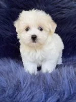 Max, a male Havanese and Maltese for sale in Duncan, OK – 3 of 5