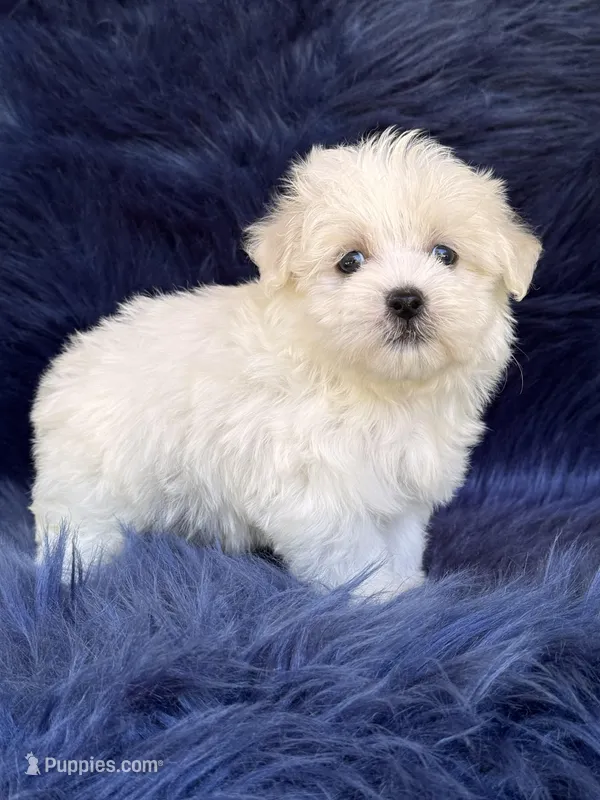 Max – Havanese, Maltese puppy for sale in Duncan, OK
