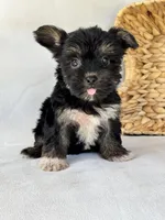 Heidi, a female Miniature Schnauzer and Yorkshire Terrier for sale in Duncan, OK – 5 of 5