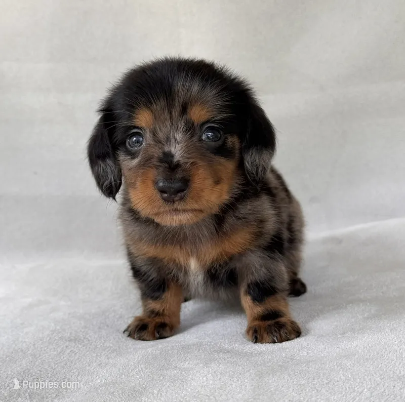 Gretel – Miniature Dachshund puppy for sale in Duncan, OK